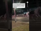 30 caballos corren sin control por una avenida de Roma y hieren a tres personas #Caballos #Roma