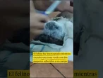 Atrapan a un gato con droga atada al cuerpo en una cárcel de Costa Rica