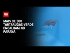 Mais de 300 tartarugas encalham no litoral do Paraná | AGORA CNN