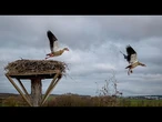Roumanie : nouvel effort de conservation des cigognes blanches