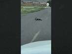 Mother skunk 'wrangles' babies across roadway