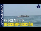 ballenaLlega hasta las playas de Sitges el cadáver de una hembra de cachalote atropellada