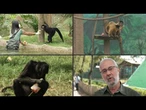 Picolés para refrescar os animais no BioParque do Rio | AFP