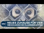 SPINNENAFFEN IM ZOO VON ST. LOUIS: Befreite Tiere beginnen neues Leben in voller Sicherheit!