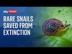 Tiny snails brought back from the brink