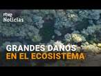 El AUGE de los NARCOBOSQUES: MACROPLANTACIONES en ZONAS FORESTALES y MONTAÑOSAS | RTVE Noticias