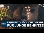 TIERRETTUNG: „Das ist ein tolles Gefühl“ | Wärmebildkameras und Drohnen retten Rehkitze