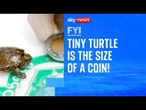 Tiny turtle is the size of a coin! | FYI
