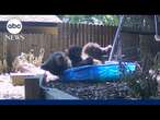 California bear cools off in backyard wading pool