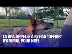 "Ce n'est pas un cadeau": la SPA redoute les adoptions compulsives d'animaux pour cadeau de Noël