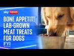 FYI: Bone Appetit! Lab-grown meat treats for dogs