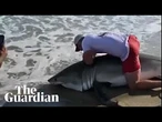 Fisher catches and releases great white shark in Massachusetts