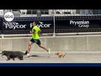 Tiny dog makes big mark running marathons