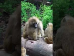 PAVIANTÖTUNG IN NÜRNBERG: Morddrohungen gegen Zoo-Chef nach Affen-Erschießung! #shorts