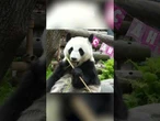 Panda gigante comemora 2º aniversário no zoológico de Moscou, na Rússia; veja vídeo