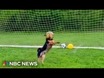 Meet Ronaldo the chihuahua-dachshund mix going viral for his soccer skills