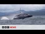 Humpback whale makes epic migration, astonishing scientists | BBC News