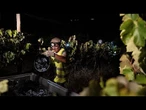 Au Portugal, des vendanges se font au clair de lune pour éviter la chaleur