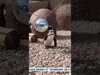 Pingwinie Disco we wrocławskim ZOO