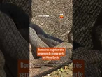 Bombeiros resgatam três serpentes de grande porte em Minas Gerais