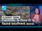 Canicule: la flore et la faune souffrent aussi de la chaleur • FRANCE 24