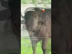 ‘Búfalo Trump’ já recebe visitantes em zoológico após escapar de sacrifício