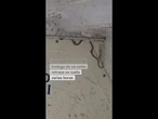 Una SERPIENTE dentro de un AVIÓN obliga a retrasar el vuelo #shorts
