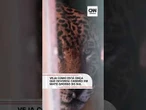 Veja como está onça que devorou caseiro em Mato Grosso Do Sul
