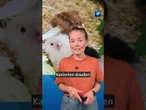 So kannst du Tieren bei der Hitze helfen. #tagesschau #nachrichten #tiere