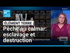 Pêche au calmar: enquête sur une destruction de grande ampleur • FRANCE 24