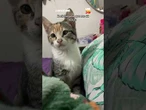 Ela entende, ok!? A pedido da tutora, gatinha dá um beijo e encanta web