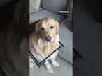 Dog accepts fate after getting stuck in table