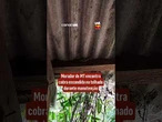Morador de MT encontra cobra escondida no telhado durante manutenção