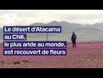 Au Chili, le désert d'Atacama, l'un des plus arides au monde, est en fleurs