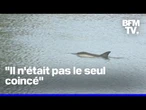 Bretagne: un dauphin se retrouve bloqué dans le port de Saint-Goustan