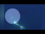 Biologist explains orcas' fish-smashing behavior captured in new video