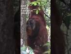 TIERFORSCHER BEGEISTERT! Orang-Utan behandelt Wunde selbst! | WELT #shorts