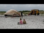 La baleine à bosse « Timmy » hissée sur une île danoise