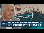 BELUGA-DRAMA: Freizeitpark will Wale töten – was passiert jetzt? Rettet Kanada die Tiere?