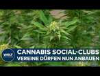 SOCIAL CLUBS IN DEUTSCHLAND: Nach Legalisierung von Cannabis —Vereine dürfen Anbaulizenz beantragen