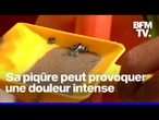 Dragons bleus: que sont ces mollusques dangereux pour l’homme observés en Espagne