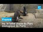 Ivy, le bébé otarie du Parc zoologique de Paris • FRANCE 24