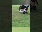 Mama duck RUSHES to her baby after firefighters saved it from storm drain #foxnews #news #us #fox