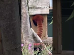 ADORABLE: Zoogoers get a glimpse of newborn red panda #shorts #animals #zoo #viral #news #usa #us