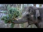 Des sapins de Noël au menu des animaux du zoo de Berlin