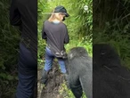Gorilla grabs tourist's shirt in Rwanda