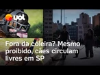 Cachorro na rua: com ou sem coleira? O que diz a lei?; veja vídeo
