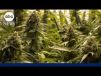 Supreme Court allows some marijuana users to own guns, limiting federal gun ban