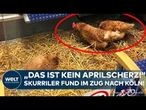SKURRILER FUND: DB-Mitarbeiter entdecken drei Hühner im Premium-Abteil - Bundespolizei ermittelt!