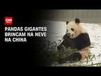 Pandas gigantes brincam na neve na China | CNN BRASIL